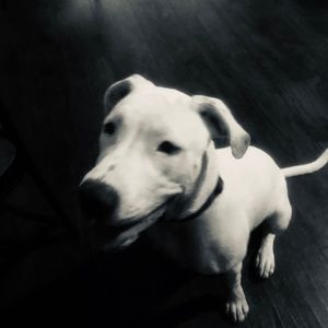 Meet your Posher, Liliana